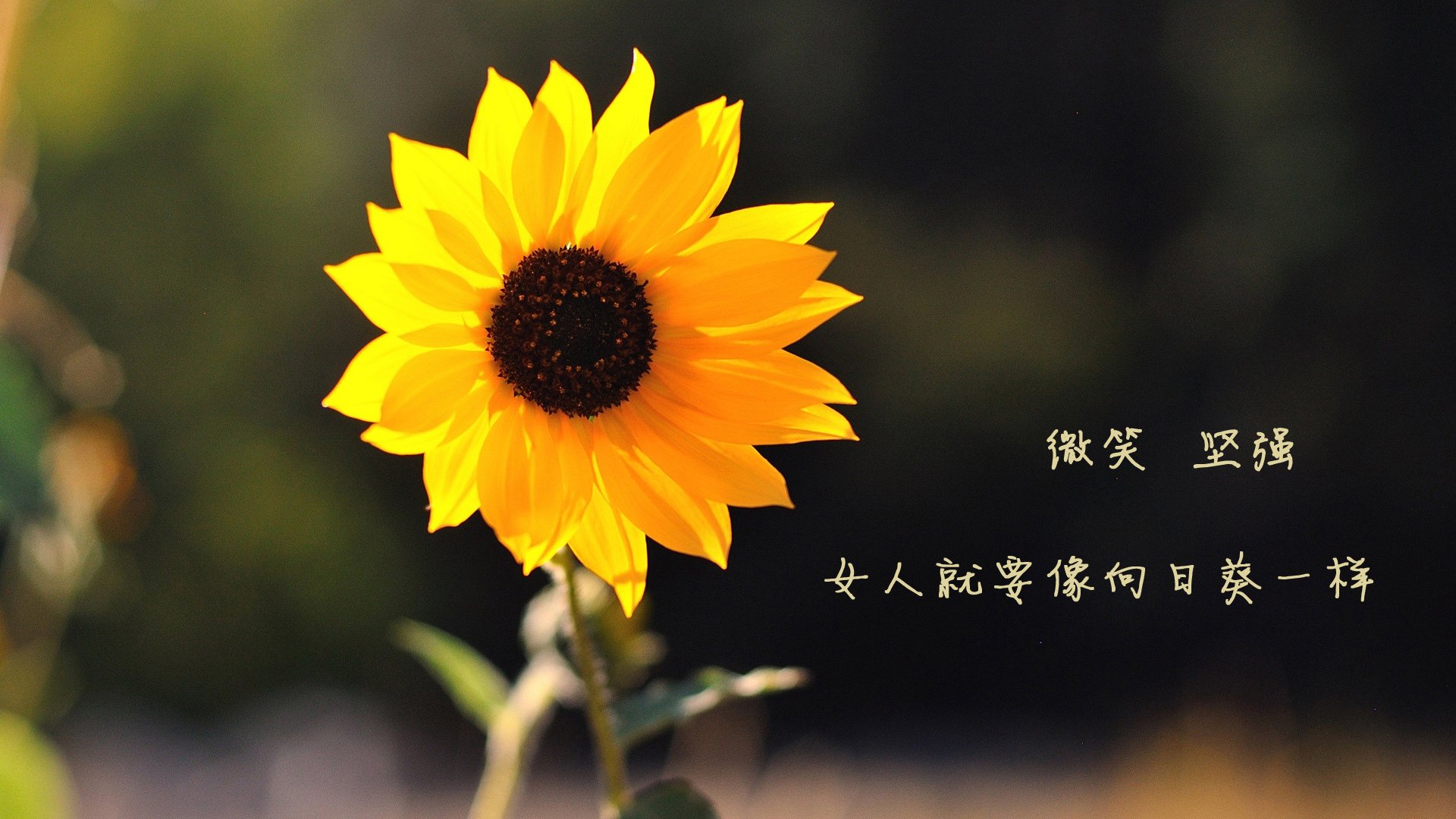 欧洲杯预选赛开幕，众多实力派球队亮相，欧洲杯 预选赛