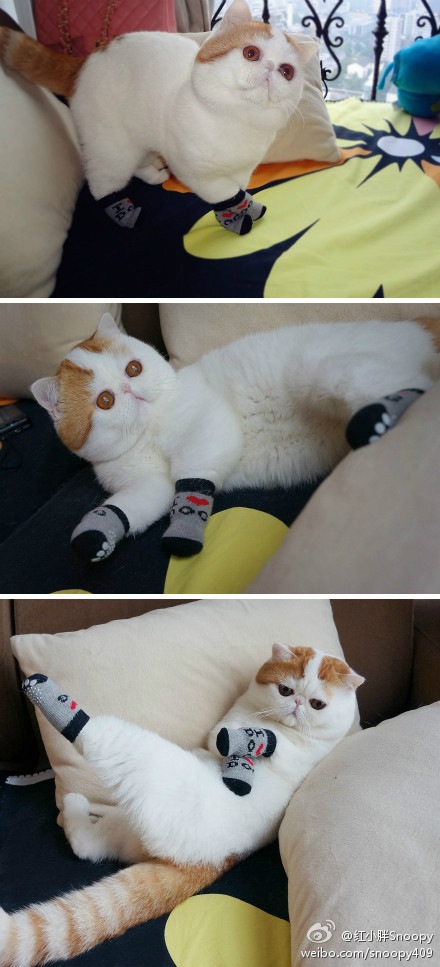 猛龙后卫集训期间状态火热 自信领跑东部球队，猛龙控球后卫