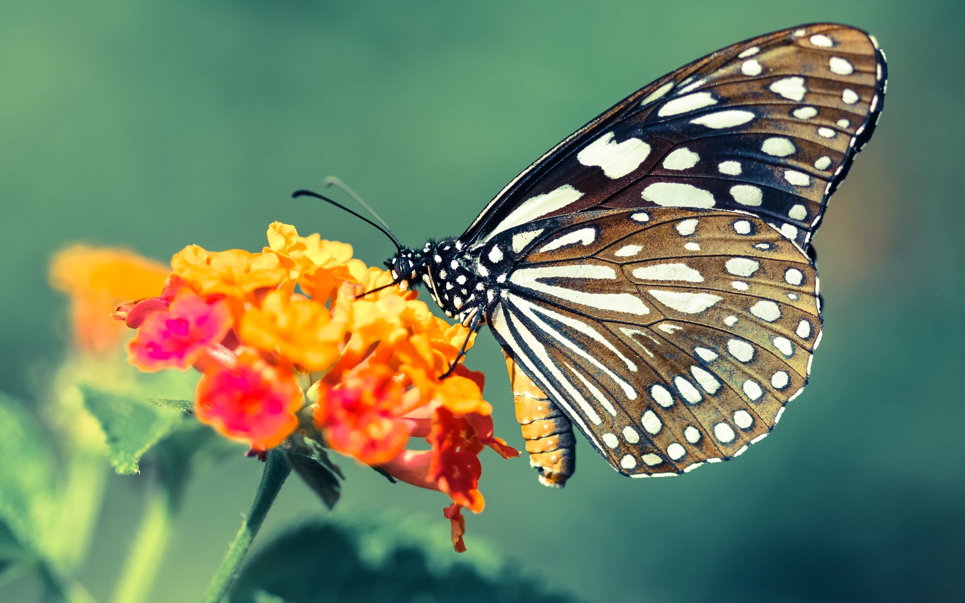 中国男篮强化篮板争夺积极二次进攻，中国男篮规划