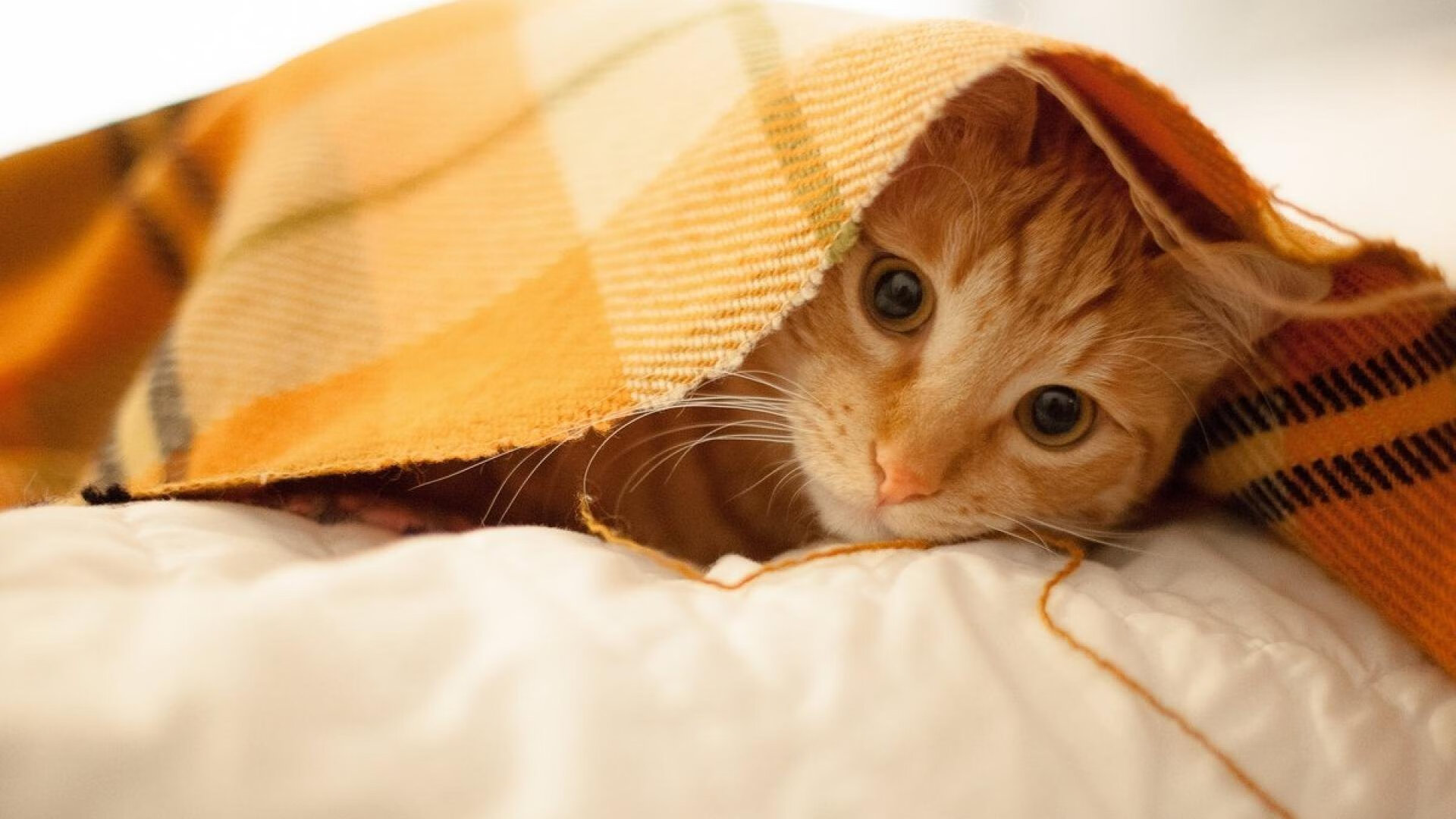 德甲的球迷参与度提升方案，德甲球迷助威