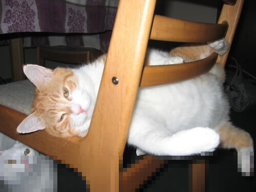 林丹完成绝杀瞬间全运会羽毛球，林丹体育羽毛球比赛视频