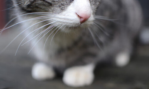 澳大利亚接力队刷新赛会纪录,澳大利亚友谊赛