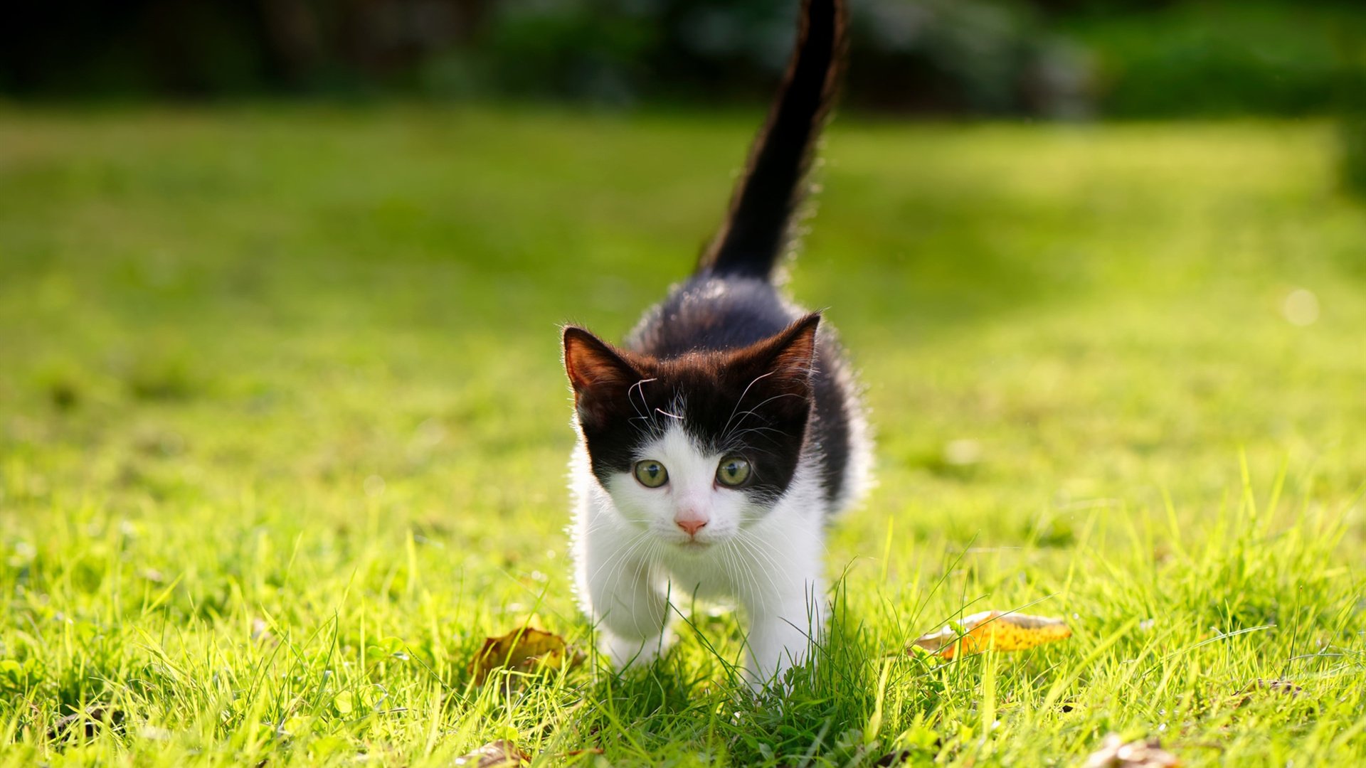 网球大满贯赛场 新星崭露头角,网球大满贯比赛视频