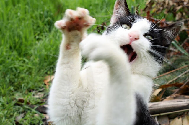 韩国仰泳选手实力持续增长,仰泳ed2k